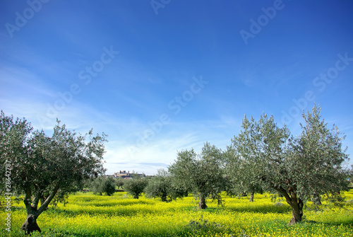 Landscape of alentejo region, Portugal.