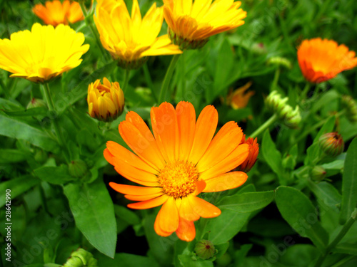 calendula