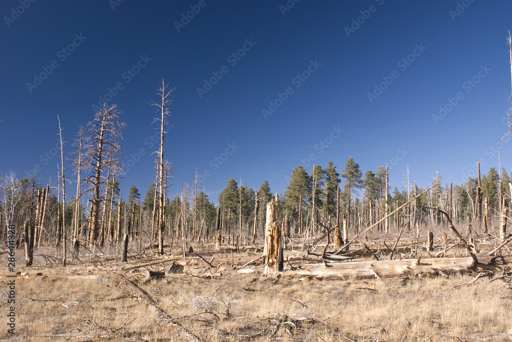 Fototapeta premium North Rim, Grand Canyon