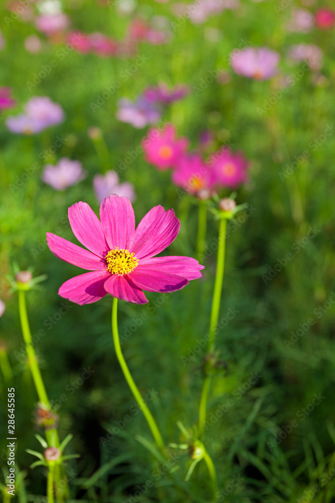 Cosmos Flowers