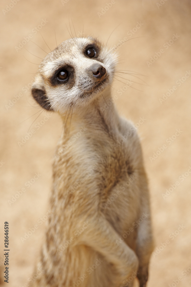 Inquisitive suricate Inquisitive suricate