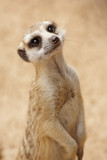 Inquisitive suricate