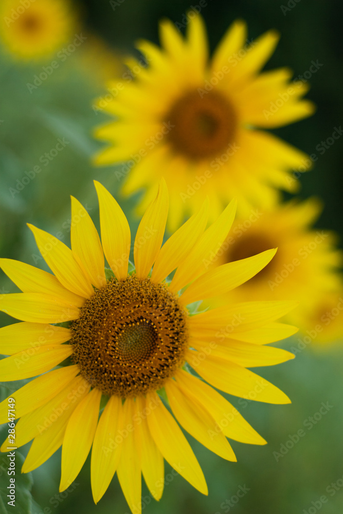 Field of sunflowers