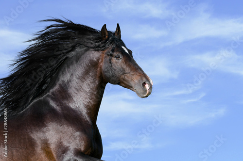 bay horse runs gallop © Viktoria Makarova