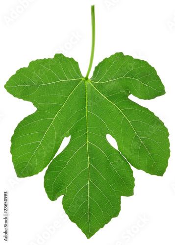 Fig leaf with clipping path