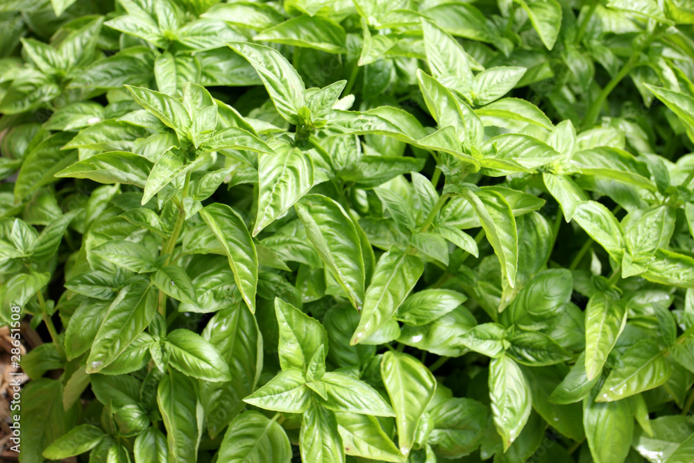basilic basilic
