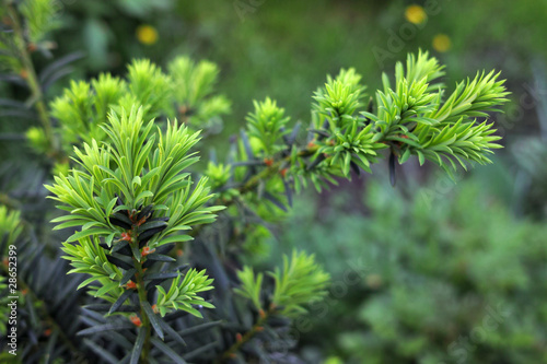 Obraz na płótnie Yew tree (Taxus cuspidata). Growing branch of Japanese yew.