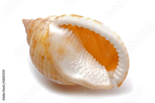 Sea shell - Conchiglia di mare