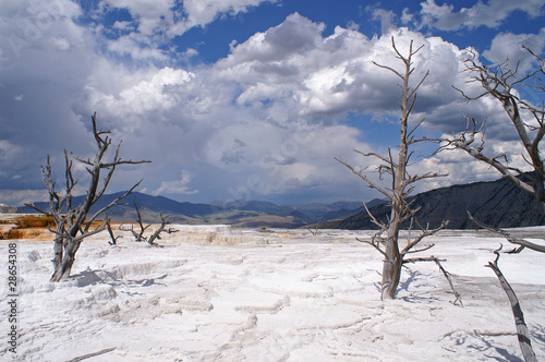 Dead trees in Mammoth Hot Springs, Yellowstone