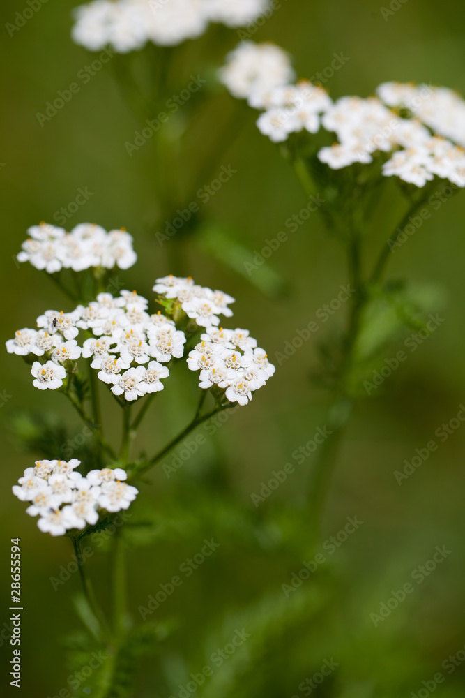 Schafgarbe (Achillea millefolium) auf der Wiese (Hochformat) Schafgarbe (Achillea millefolium) auf der Wiese (Hochformat)