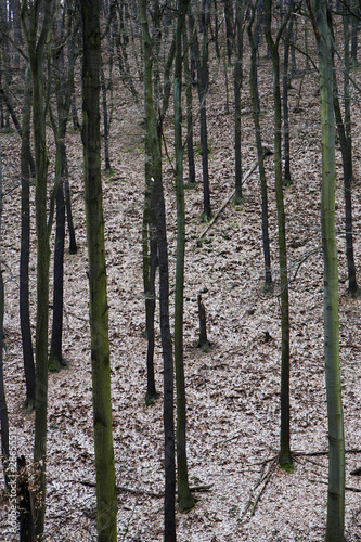 Fototapeta Naklejka Na Ścianę i Meble -  Forest in winter