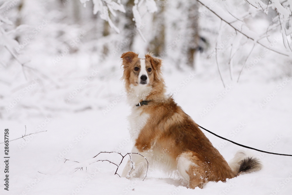 Fototapeta premium Hund im eingschneiten Wald