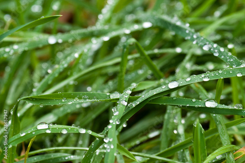 Dew drops of water on leaves of green grass
