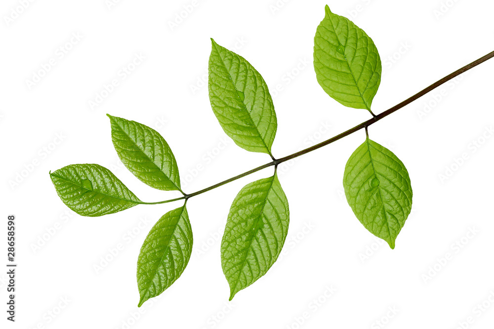 Fototapeta premium Young Leaves