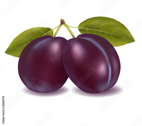 Violet plums. Vector illustration