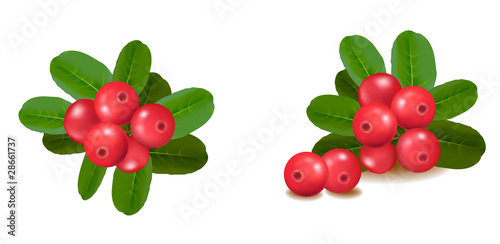 Cranberries with leaves. Vector illustration