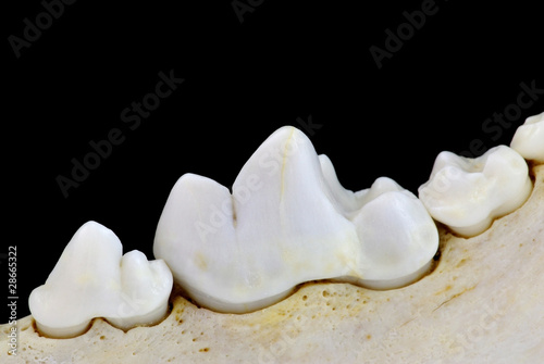 Bilde på lerret Carnassial tooth