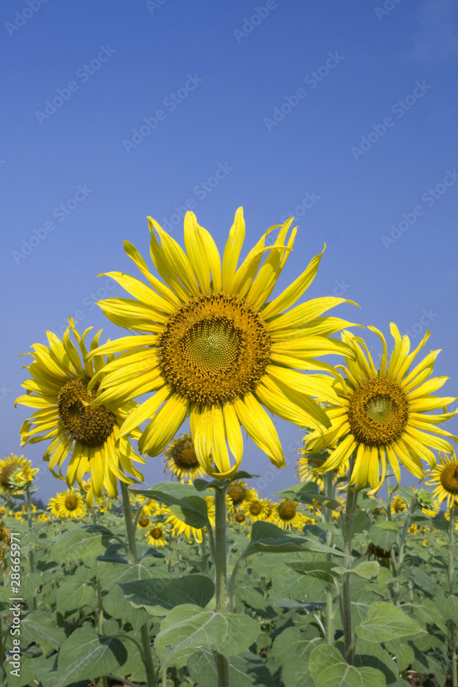 View sunflower travel in thailand of asia View sunflower travel in thailand of asia