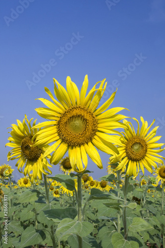 View  sunflower  travel  in  thailand of  asia
