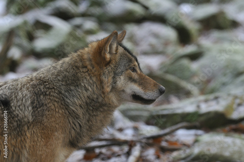 Wolf in a zoological park