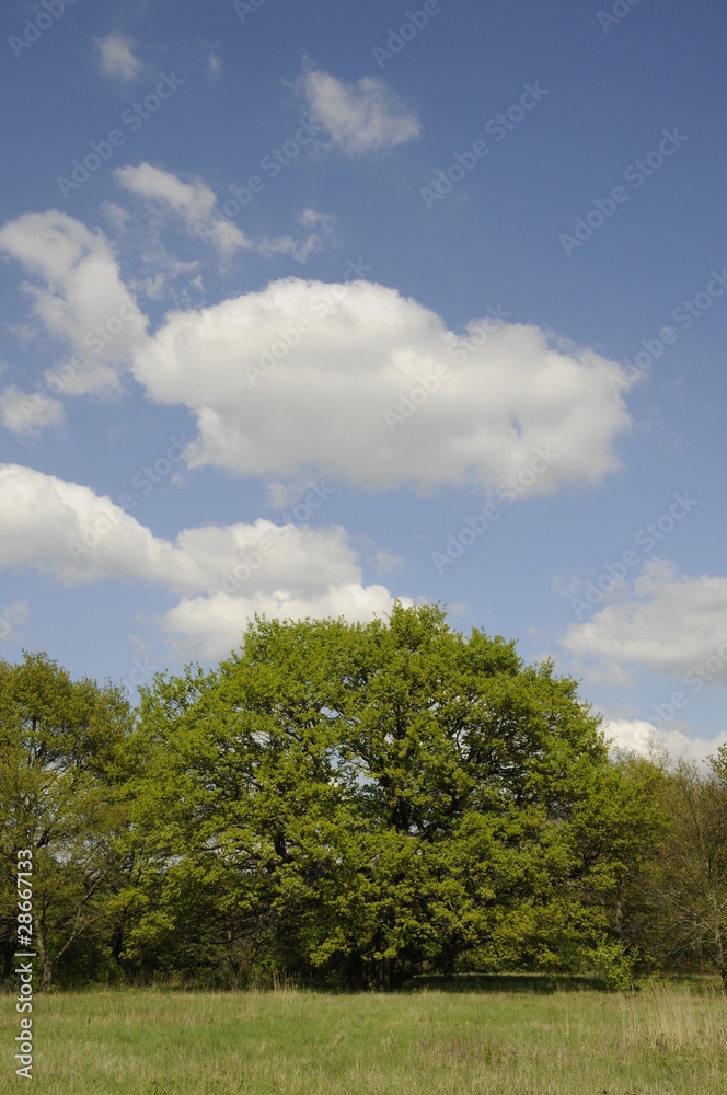 Obraz premium Wiese mit Bäumen