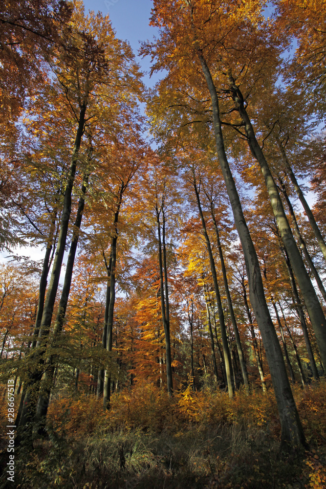 Herbstlicher Buchenwald