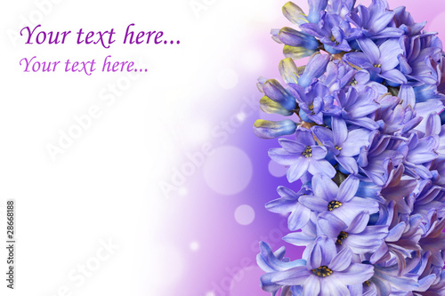 floral border from hyacinth flower photo