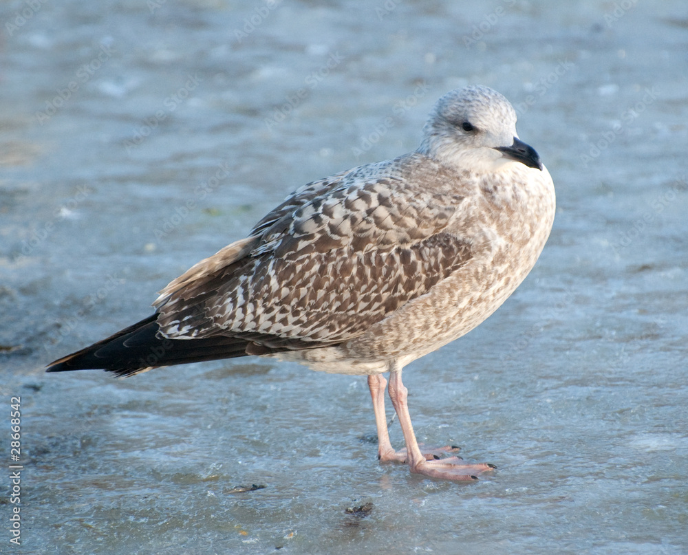 young seagull standing on frozen pond young seagull standing on frozen pond
