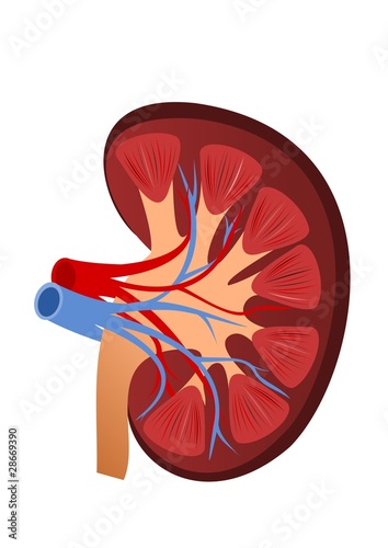 Human kidney