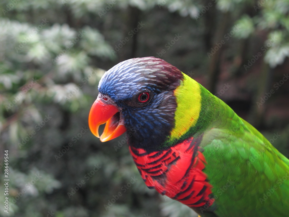 Naklejka premium A Lory perched on a branch
