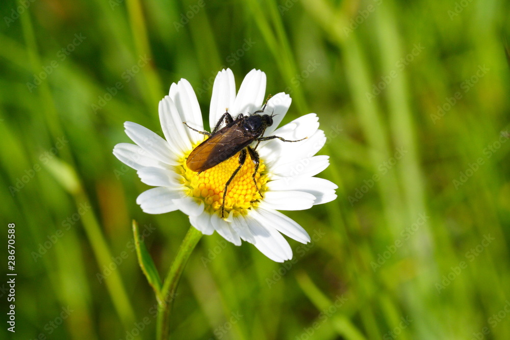 Wiesenblume mit Insekt