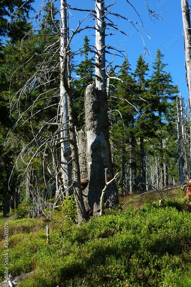 Fototapeta premium Riesengebirge