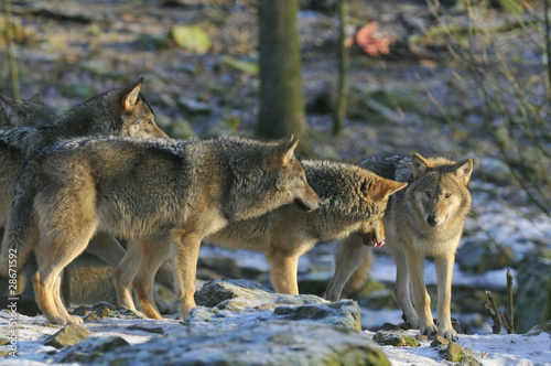 Wolfs in a zoological park