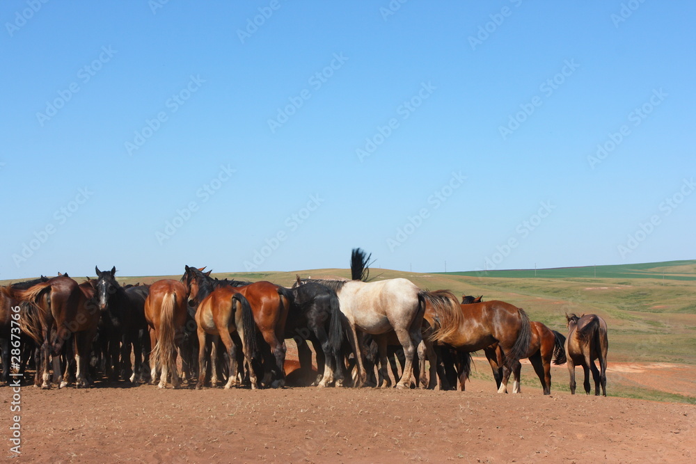 Horse herd grazing on the steppe red clay hills