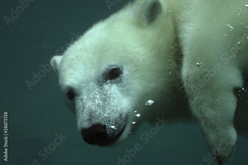 ourson blanc photo