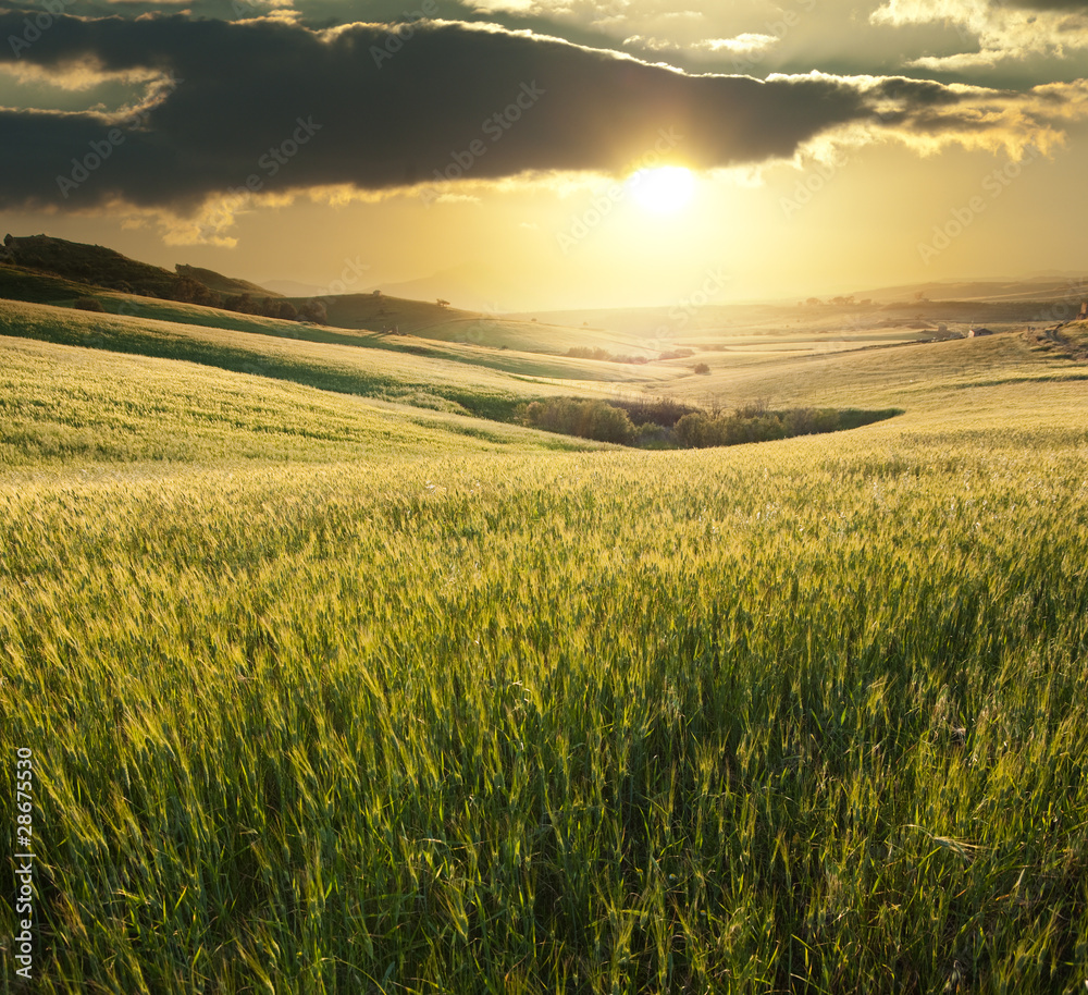 Golden Sunset Over A Wheat Field