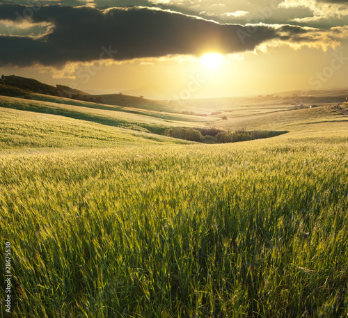 Golden Sunset Over A Wheat Field