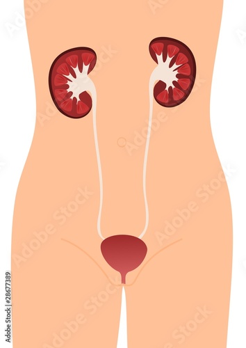 Urinary system