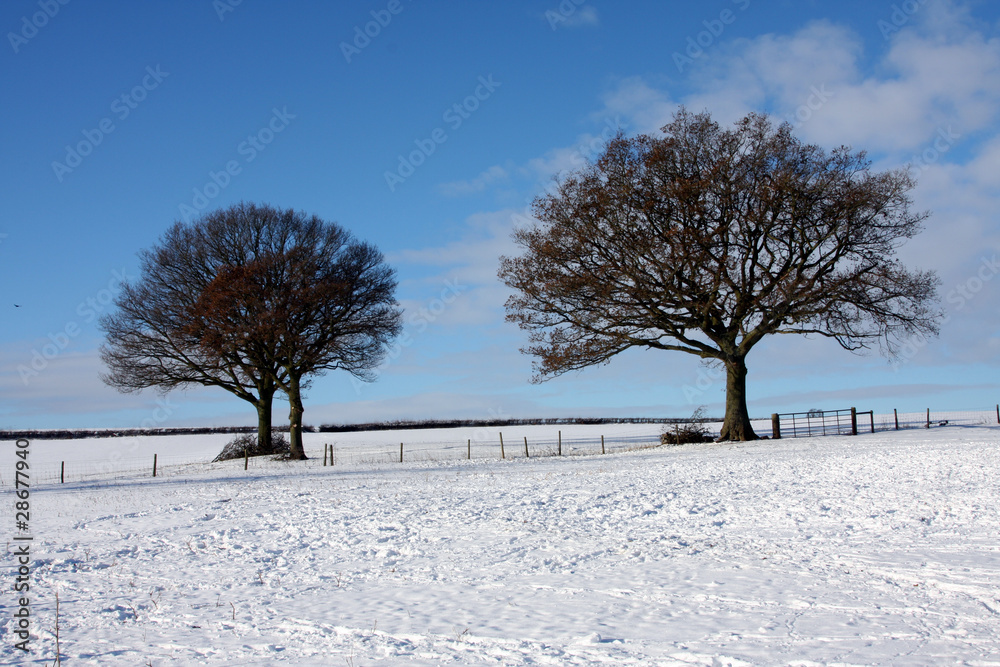 Fototapeta premium Trees in winter snow