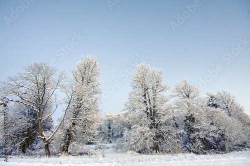 Group of trees in winter © cactusimage