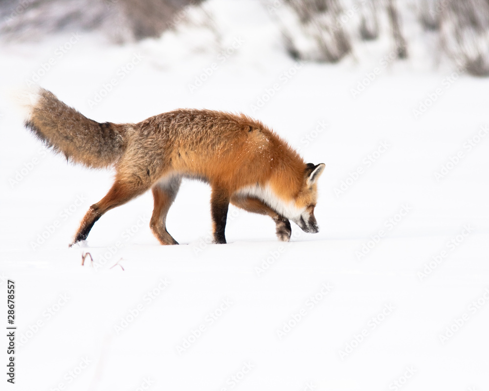 Fototapeta premium Red Fox
