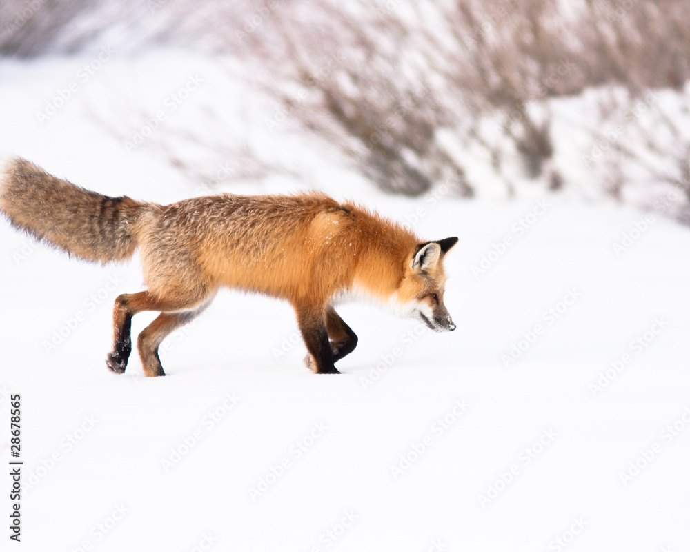 Fototapeta premium Red Fox