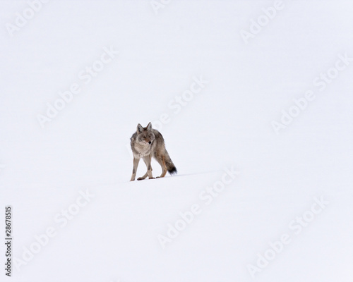 Coyote during winter