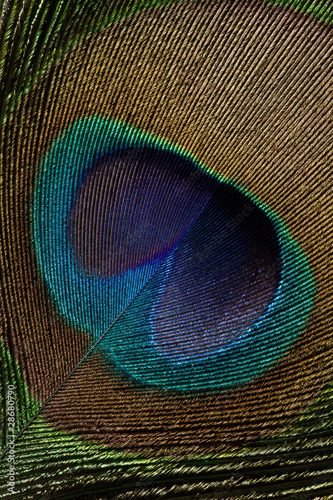 Obraz premium Peacock Feather