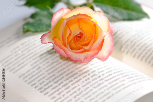 Red yellow rose over a book