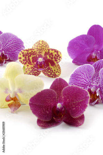 Close up different beautiful orchid