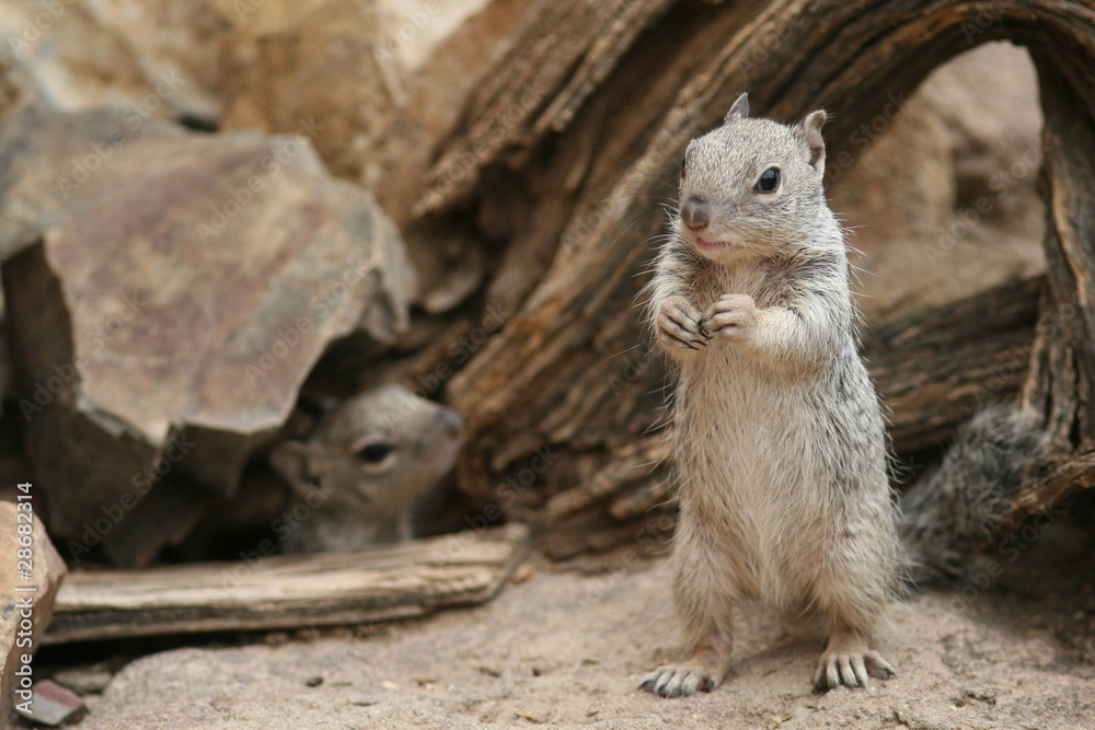 Fototapeta premium Rock Squirrels (Otospermophilus variegatus) - Arizona