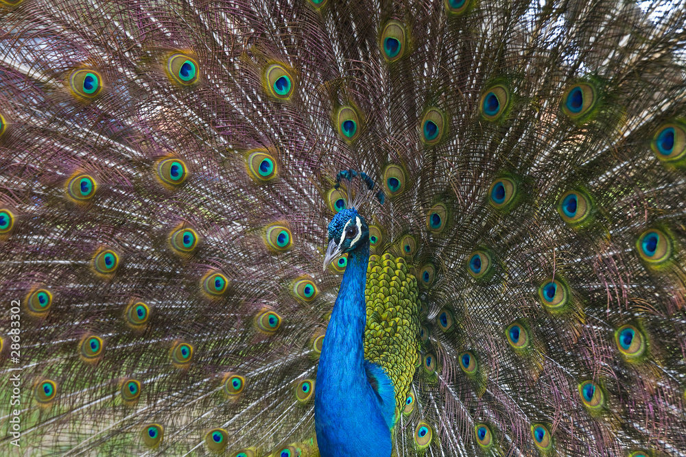 Naklejka premium peacock