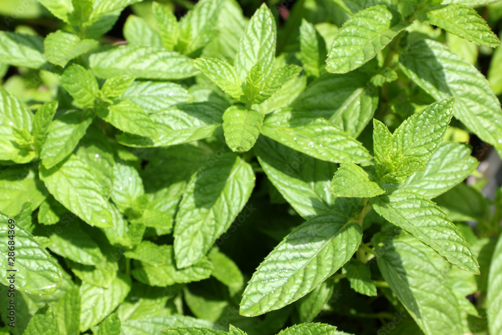 menthe verte menthe verte