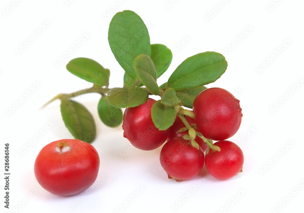 Obraz premium Fresh ripe cranberry with leaves